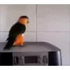 Стикер 46 Видеопопуги