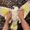 Стикер 21 Видеопопуги