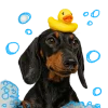 🛁 Эмодзи «Песики» для Telegram