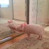 Стикер 33 Свинки