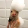 Стикер 42 Свинки