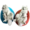 🤒 Эмодзи «С собачками» для Telegram