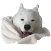 🤒 Эмодзи «С собачками» для Telegram