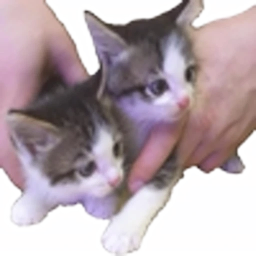 🤒 Эмодзи «С котятами» для Telegram