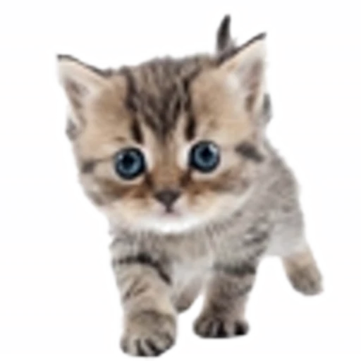 🤒 Эмодзи «С котятами» для Telegram