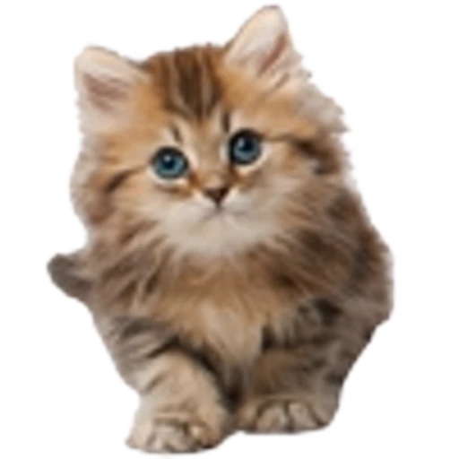🤒 Эмодзи «С котятами» для Telegram