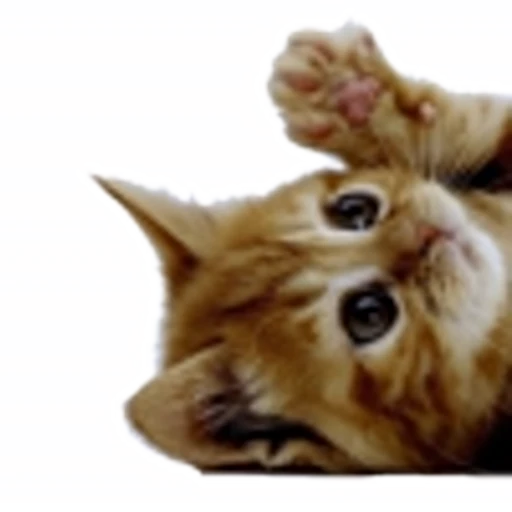 🤒 Эмодзи «С котятами» для Telegram