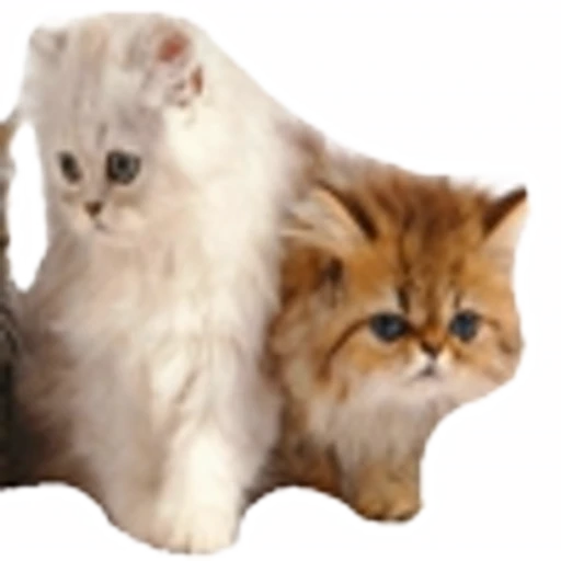 🤒 Эмодзи «С котятами» для Telegram