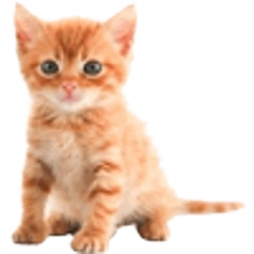 🤒 Эмодзи «С котятами» для Telegram