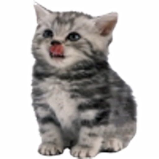 🤒 Эмодзи «С котятами» для Telegram