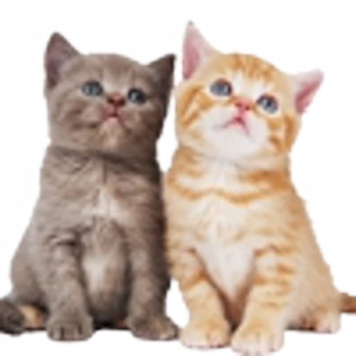 🤒 Эмодзи «С котятами» для Telegram