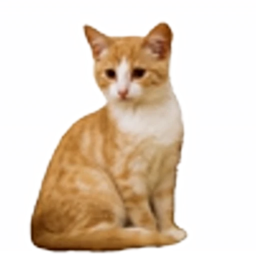 🤒 Эмодзи «С котятами» для Telegram