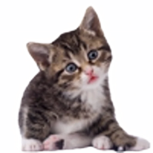 🤒 Эмодзи «С котятами» для Telegram