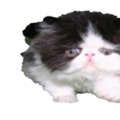🤒 Эмодзи «С котятами» для Telegram