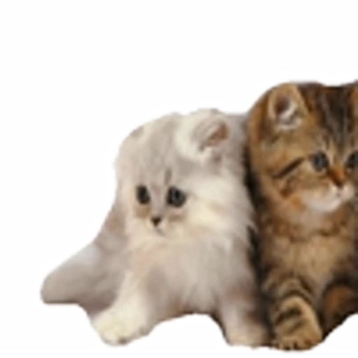 🤒 Эмодзи «С котятами» для Telegram