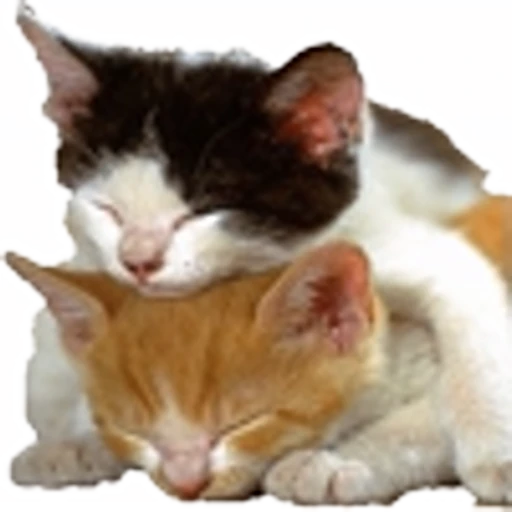 🤒 Эмодзи «С котятами» для Telegram