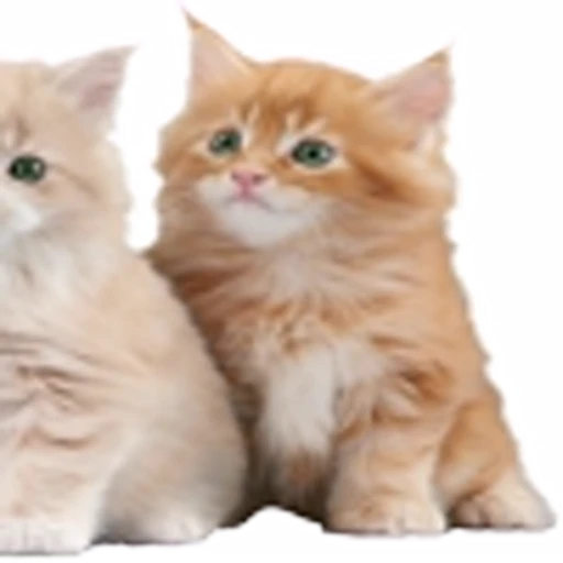 🤒 Эмодзи «С котятами» для Telegram