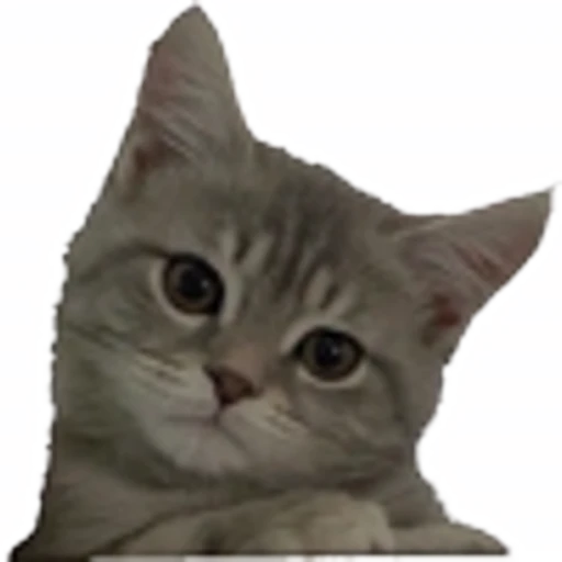 🤒 Эмодзи «С котятами» для Telegram