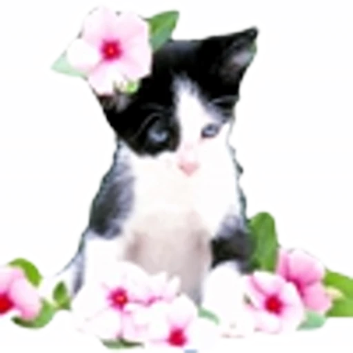 Стикерпак С котятами для Telegram