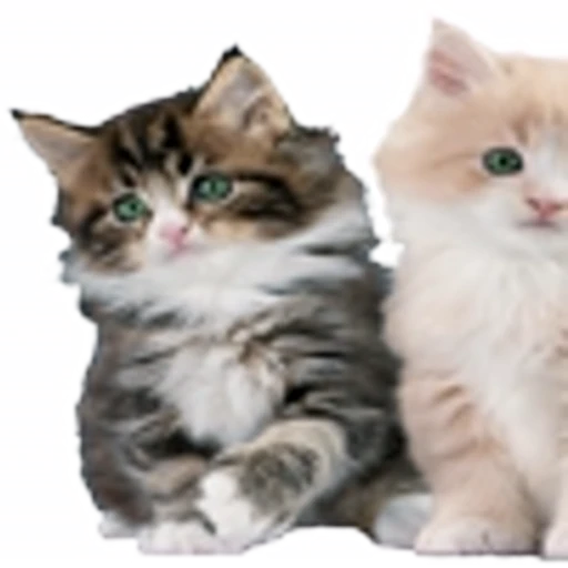 🤒 Эмодзи «С котятами» для Telegram