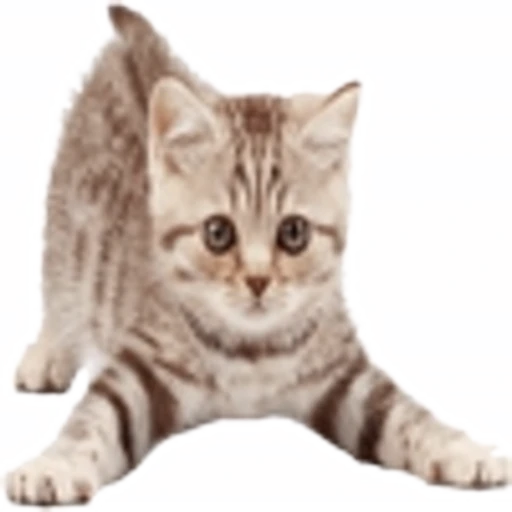 🤒 Эмодзи «С котятами» для Telegram
