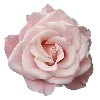 🤒 Эмодзи «Emoji catalog 84» для Telegram