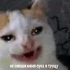 🤒 Эмодзи «С кошечками» для Telegram