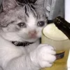 🤒 Эмодзи «С кошечками» для Telegram