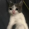 🤒 Эмодзи «С кошечками» для Telegram