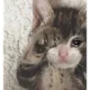 🤒 Эмодзи «С кошечками» для Telegram