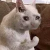 🤒 Эмодзи «С кошечками» для Telegram