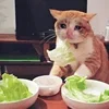 🤒 Эмодзи «С кошечками» для Telegram