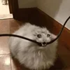 🤒 Эмодзи «С кошечками» для Telegram