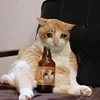 🤒 Эмодзи «С кошечками» для Telegram