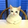 🤒 Эмодзи «С кошечками» для Telegram