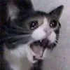 🤒 Эмодзи «С кошечками» для Telegram