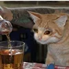 🤒 Эмодзи «С кошечками» для Telegram