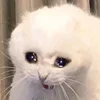 🤒 Эмодзи «С кошечками» для Telegram