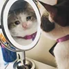 🤒 Эмодзи «С кошечками» для Telegram