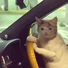 🤒 Эмодзи «С кошечками» для Telegram