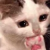🤒 Эмодзи «С кошечками» для Telegram
