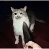 🤒 Эмодзи «С кошечками» для Telegram