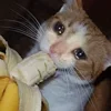 🤒 Эмодзи «С кошечками» для Telegram