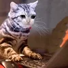 🤒 Эмодзи «С кошечками» для Telegram