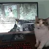 🤒 Эмодзи «С кошечками» для Telegram