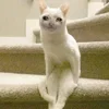 🤒 Эмодзи «С кошечками» для Telegram