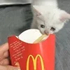 🤒 Эмодзи «С кошечками» для Telegram