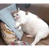 🤒 Эмодзи «С кошечками» для Telegram
