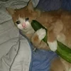 🤒 Эмодзи «С кошечками» для Telegram