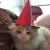 🤒 Эмодзи «С кошечками» для Telegram